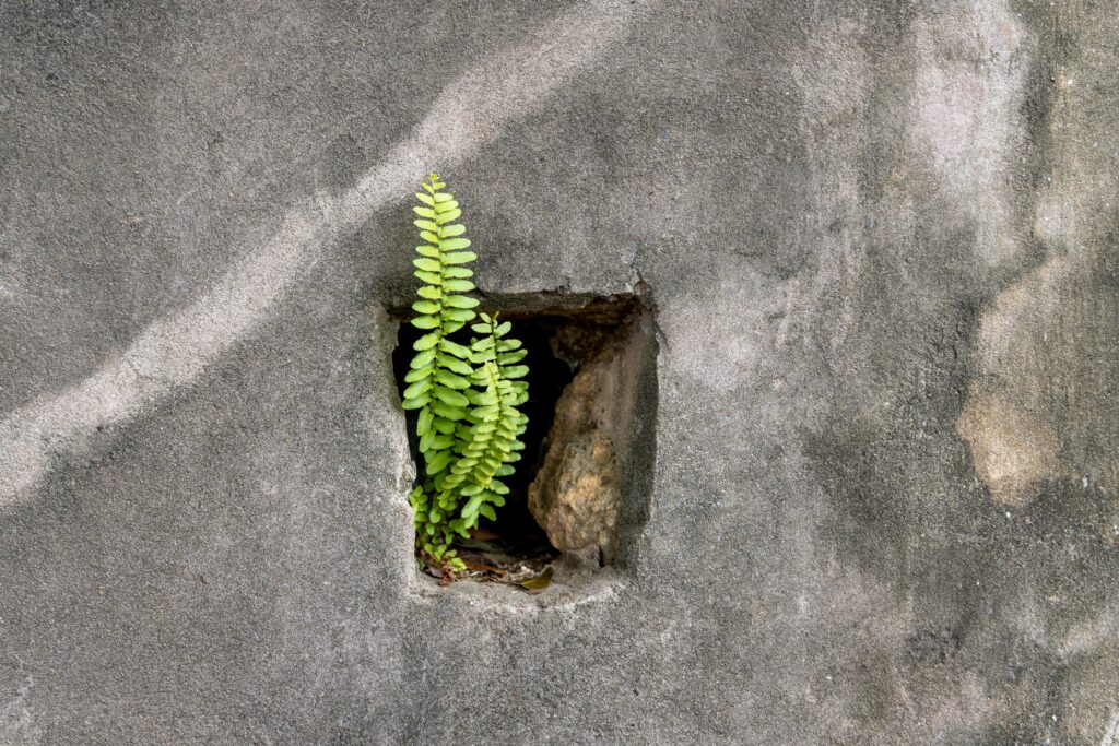 A fern growing out of a concrete wall. 